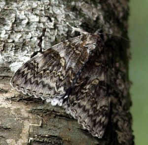 Catocala fraxini.RimvydoKindurio.110730.jpg