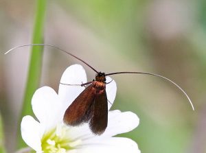Cauchas rufimitrella.R.Kinduri.150520-03.jpg