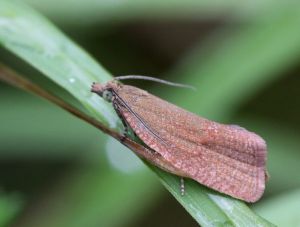 Celypha rufana.R.Kindurio.140701-04.jpg