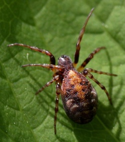 Cercidia prominens.Rimvydo.110528-16.jpg