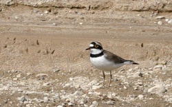 Charadrius dubius.MKE.Rimvydo. 090427.jpg