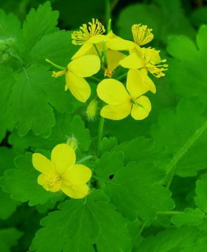 Chelidonium majus.MKE.2006-05-13.JPG