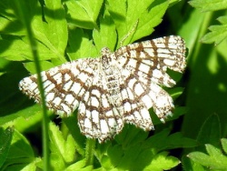 Chiasmia clathrata.MKE.jpg