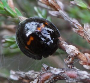 Chilocorus bipustulatus.RimvydoKindurio.120505-17-copy.jpg