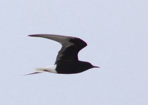 Chlidonias leucopterus.RimvydoKindurio.110516-21.jpg