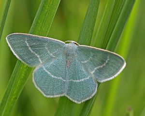 Chlorissa viridata.RimvydoKindurio.120610-46-copy.jpg