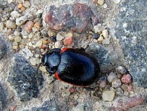 Chrysolina sanguinolenta.MKE.2007-04-08.jpg