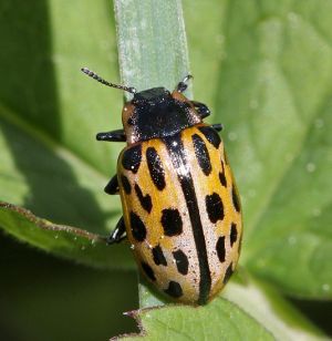 Chrysomela vigintipunctata.RimvydoKindurio.110511.jpg