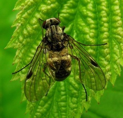 Chrysopilus cristatus.MKE.2008-06-15.jpg