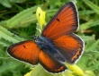 Žvilgantysis auksinukas (Lycaena hippothoes)