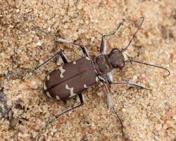 Cicindela hybrida. Rimvydo.100510-38.jpg