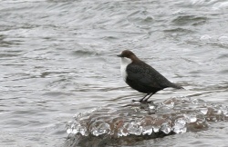 Cinclus cinclus.Rimvydo.090118.jpg