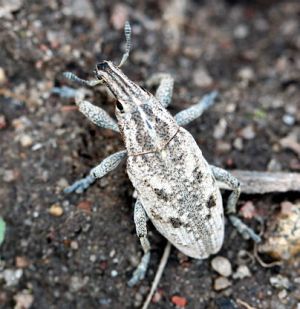 Cleonis pigra.MKE.2011-04-24.jpg