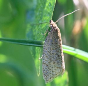 Clepsis senecionana.R.Kindurio.140429-07.jpg