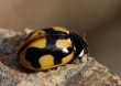 Raštuotoji boružė 'Coccinella hieroglyphica)