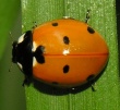 Septyntaškė boružė (Coccinella septempunctata)