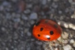 Vienuolikataškė boružė (Coccinula undecimpunctata)