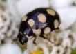 Keturiolikataškė boružė (Coccinula quatuordecimpustulata)