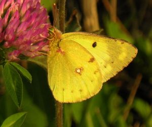 Colias hyale1 2006-08-18.jpg