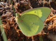 Pelkinis gelsvys (Colias palaeno)