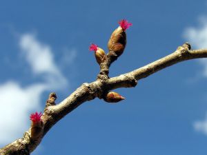 Corylus avellana 2006-4-16MKE.JPG