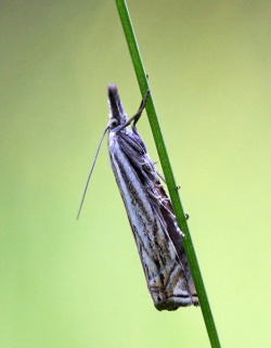 Crambus lathoniellus.R.Kindurio.120615-05-copy.jpg