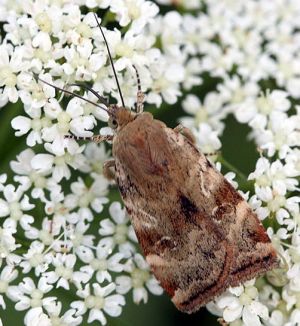 Cryptocala chardinyi.Rimvydo Kindurio.100703.jpg