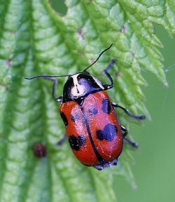 Cryptocephalus octopunctatus.Rimvydo. 100606-06.jpg