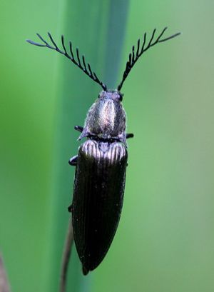 Ctenicera pectinicornis.Rimvydo. 100520-14.jpg
