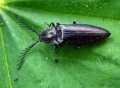 Ctenicera pectinicornisMKE.2008-06-01 resi.jpg