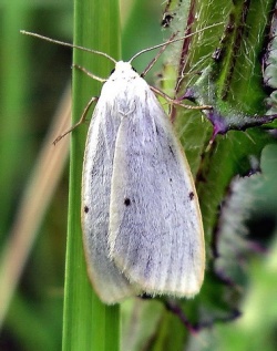 Cybosia mesomella.MKE.jpg