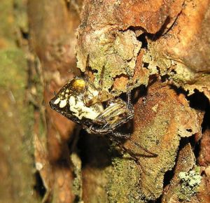 Cyclosa conica.MKE.JPG