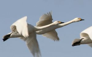Cygnus columbianus.090322.Rimvydo.jpg
