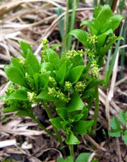 Daugiametis lasikenis.MKE.2009-04-11.jpg