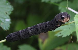 Deilephila elpenor.RimvydoKindurio.100806.jpg