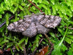 Deileptenia ribeata.2007-07-01.jpg