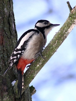 Dendrocopos major.RimvydoKindurio.110212-05.jpg