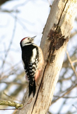 Dendrocopos medius.Rimvydo.090117.jpg