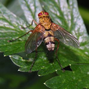 Dexiosoma caninumMKE.2006-07-11.JPG