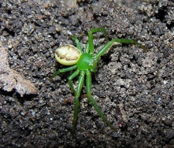 Diaea dorsata.MKE.jpg