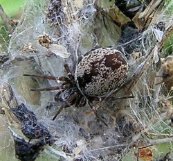 Dictyna uncinata.MKE.2008-05-09.jpg