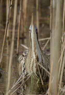 Didysis baublys.2015-04-08.jpg