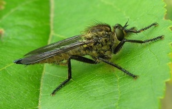 Didysmachus picipes.jpg