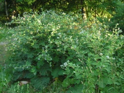 Didzioji varlanesa.MKE.2004-09-08.JPG