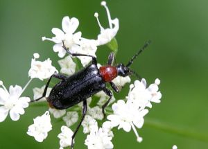 Dinoptera collaris.Rimvydo.090628.jpg
