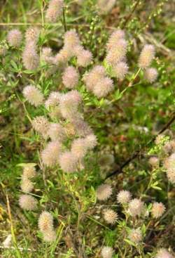 Dirvinis dobilas.MKE.2007-08-06.jpg