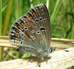 Dirvinis melsvys.2009-05-31.jpg