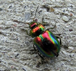 Dlochrysa fastuosa1.MKE.2008-05-02.jpg