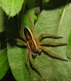 Dolomedes fimbriatus1.MKE.jpg