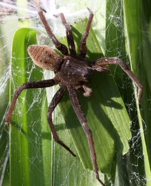 Dolomedes plantarius.MKE.Rimvydo.jpg